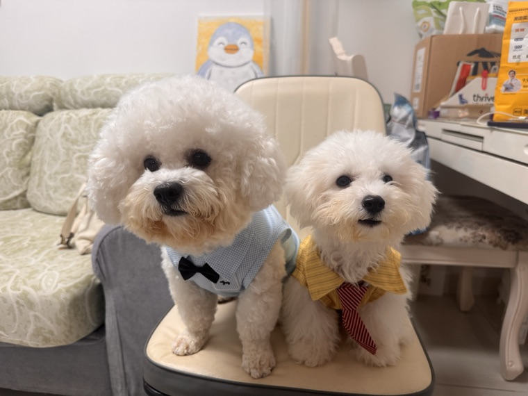 狗狗近照